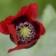  Pierre Le Gall - Papaver somniferum subsp. somniferum