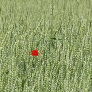 Photographie n°92867 du taxon Papaver rhoeas L. [1753]