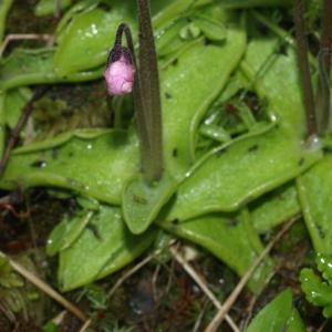  - Pinguicula grandiflora subsp. rosea (Mutel) Casper [1962]