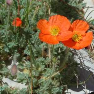 Photographie n°92872 du taxon Papaver rhaeticum Leresche [1881]