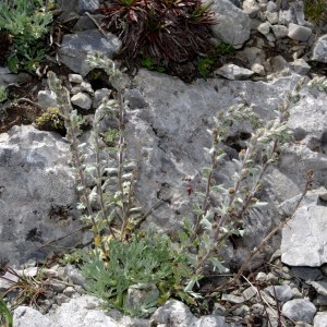 Photographie n°92879 du taxon Artemisia genipi Weber [1775]