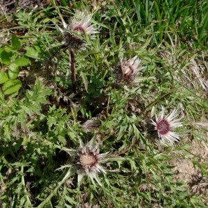 Photographie n°92883 du taxon Carlina acaulis subsp. caulescens (Lam.) Schübler & G.Martens [1834]