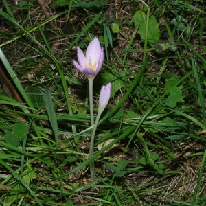  - Colchicum alpinum DC. [1805]