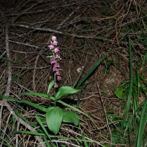 Photographie n°92885 du taxon Epipactis atrorubens (Hoffm.) Besser [1809]