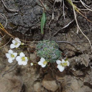 Photographie n°92895 du taxon Saxifraga caesia L. [1753]