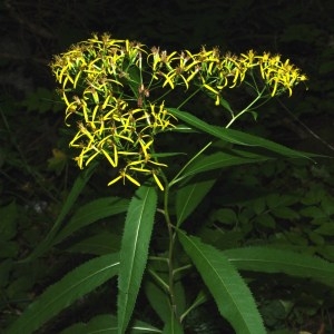 Photographie n°92898 du taxon Senecio ovatus (P.Gaertn., B.Mey. & Scherb.) Willd. [1803]