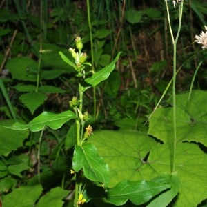 Photographie n°92901 du taxon Solidago virgaurea var. minuta (L.) DC. [1836]