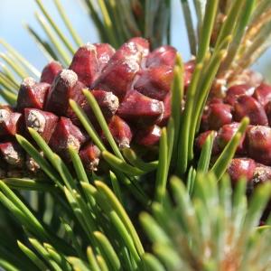 Photographie n°92905 du taxon Pinus mugo subsp. uncinata (Ramond ex DC.) Domin [1936]