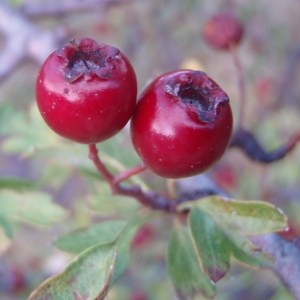 Photographie n°92909 du taxon Crataegus monogyna Jacq. [1775]