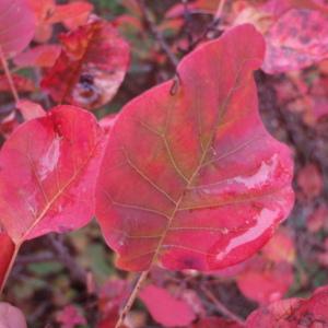 Photographie n°92914 du taxon Cotinus coggygria Scop. [1771]