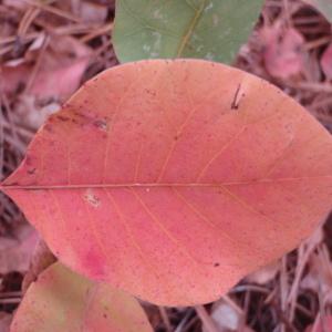 Photographie n°92923 du taxon Cotinus coggygria Scop. [1771]