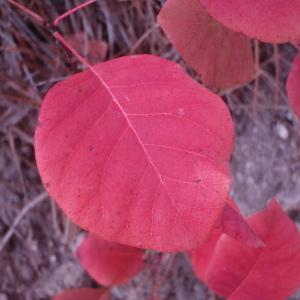 Photographie n°92924 du taxon Cotinus coggygria Scop. [1771]