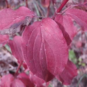 Photographie n°92926 du taxon Cornus sanguinea L. [1753]