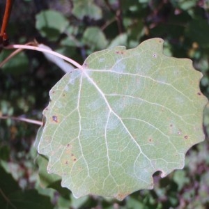 Photographie n°92945 du taxon Populus tremula L. [1753]