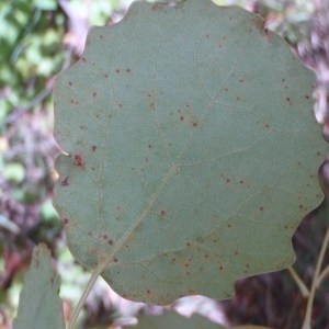 Photographie n°92947 du taxon Populus tremula L. [1753]