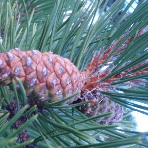 Pinus austriaca Höss (Pin noir d'Autriche)