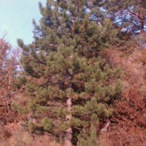  - Pinus nigra J.F.Arnold [1785]