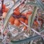  Genevieve Botti - Hippophae rhamnoides L. [1753]