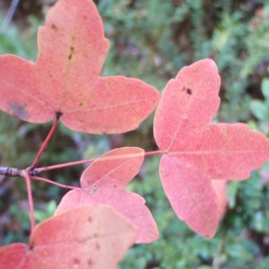 Photographie n°92979 du taxon Acer monspessulanum L. [1753]