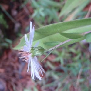 Photographie n°92986 du taxon Aster novi-belgii L. [1753]