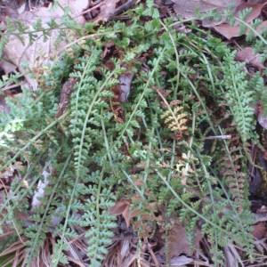 Photographie n°92990 du taxon Asplenium fontanum (L.) Bernh. [1799]