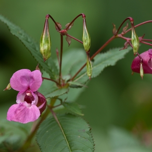 Photographie n°93003 du taxon Impatiens glandulifera Royle [1833]