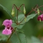  Bernard MACHETTO - Impatiens glandulifera Royle [1833]