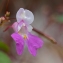  Bernard MACHETTO - Impatiens balfourii Hook.f. [1903]