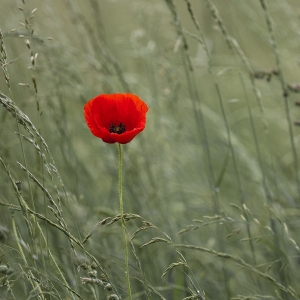 Photographie n°93007 du taxon Papaver rhoeas L. [1753]