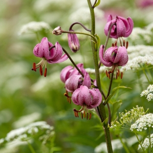 Photographie n°93015 du taxon Lilium martagon L.