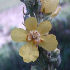 Photographie n°93020 du taxon Verbascum lychnitis L. [1753]