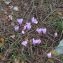  BERNARD Ginesy - Cyclamen hederifolium Aiton [1789]