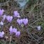  BERNARD Ginesy - Cyclamen hederifolium Aiton [1789]