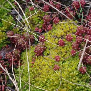 Photographie n°93042 du taxon Sedum album L. [1753]