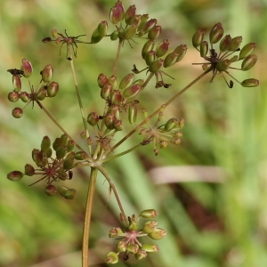  - Peucedanum gallicum Latourr. [1785]