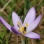  Marie  Portas - Colchicum autumnale L.