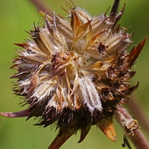 Photographie n°93074 du taxon Succisa pratensis Moench [1794]