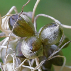 Photographie n°93078 du taxon Allium oleraceum L.