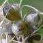  Marie  Portas - Allium oleraceum L.