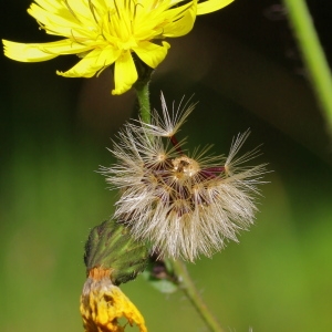 Photographie n°93080 du taxon Hieracium sabaudum L. [1753]