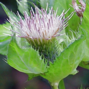 Photographie n°93085 du taxon Cirsium oleraceum (L.) Scop.