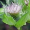  Marie  Portas - Cirsium oleraceum (L.) Scop.