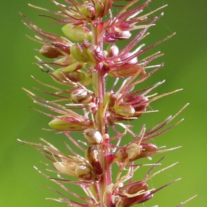 Setaria adhaerens subsp. verticillata (L.) Belo-Corr. (Panic rude)