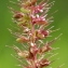  Marie  Portas - Setaria verticillata (L.) P.Beauv. [1812]