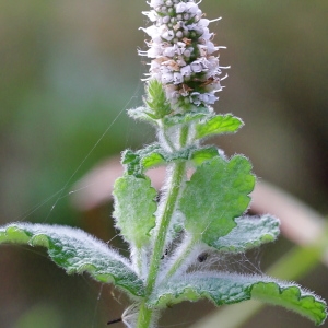  - Mentha suaveolens subsp. suaveolens