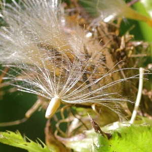 Photographie n°93096 du taxon Cirsium oleraceum (L.) Scop.