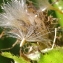  Marie  Portas - Cirsium oleraceum (L.) Scop.