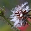  Marie  Portas - Picris hieracioides subsp. hieracioides