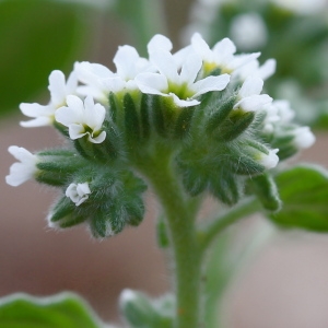 Photographie n°93111 du taxon Heliotropium europaeum L. [1753]