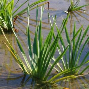 Photographie n°93116 du taxon Sparganium erectum subsp. erectum